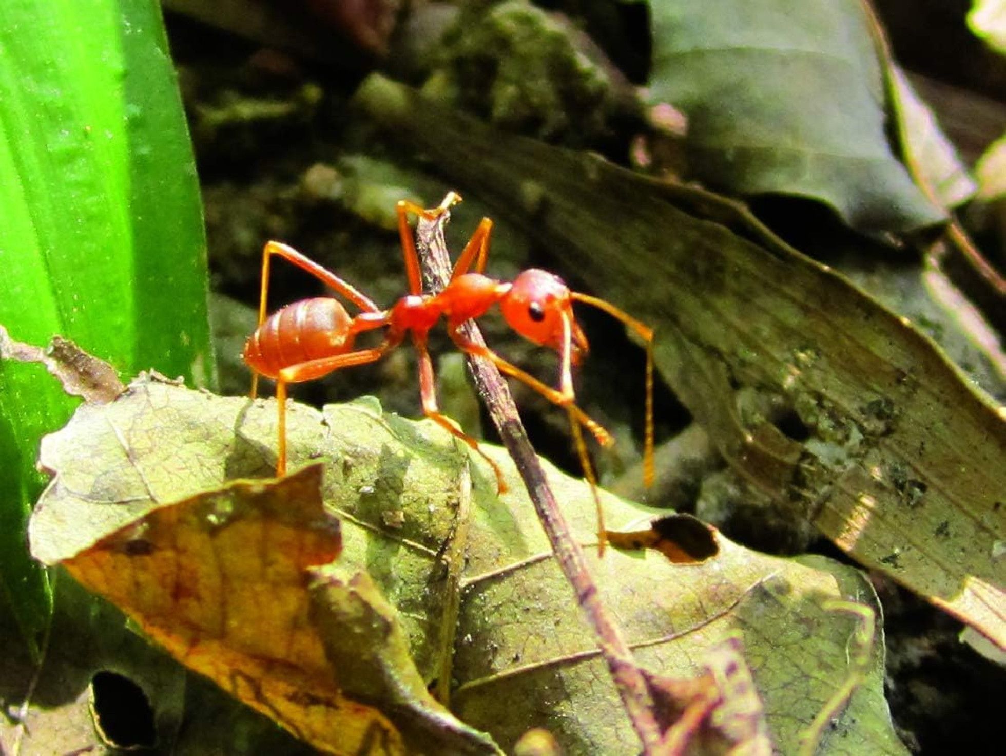 Exploratorul de insecte cu 8 experimente - BUKI France 8