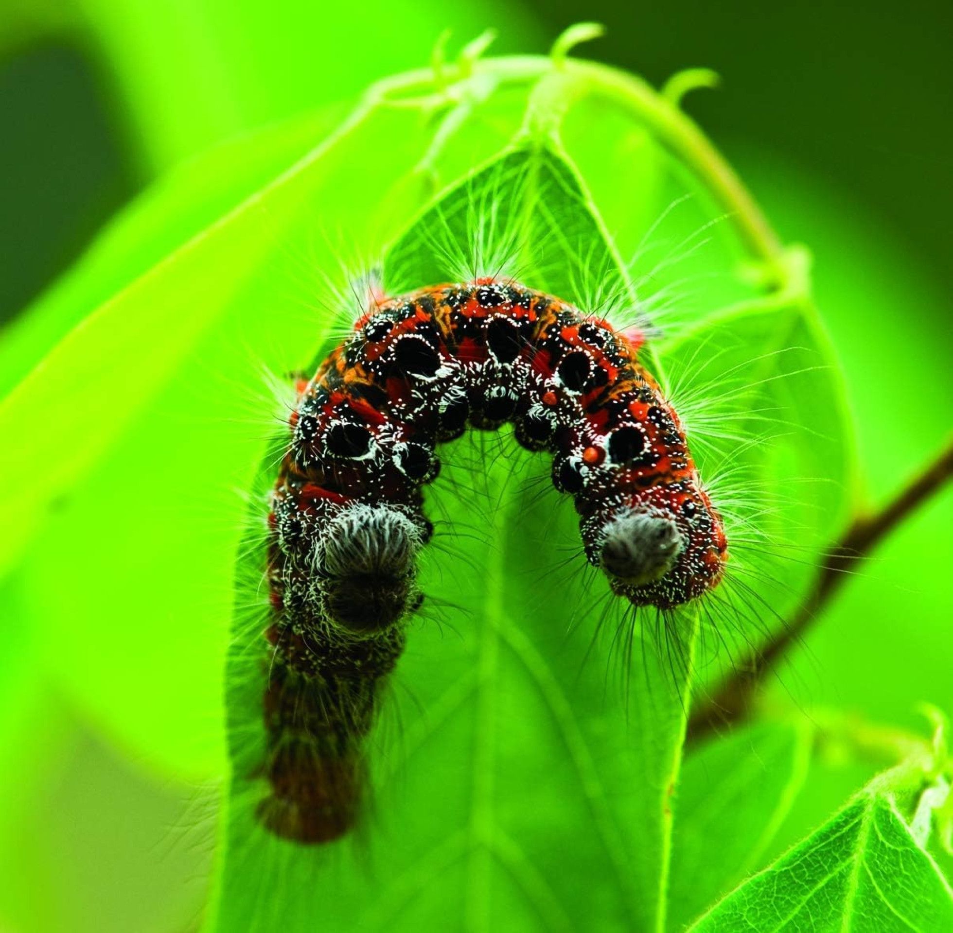 Exploratorul de insecte cu 8 experimente - BUKI France 10